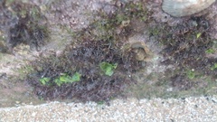 Lepidochitona caprearum