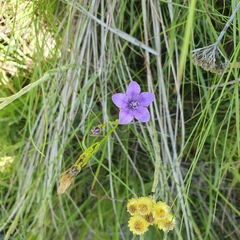 Wahlenbergia undulata