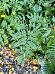 Cornopteris banajaoensis