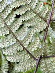 Cornopteris banajaoensis