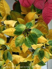 Euphorbia