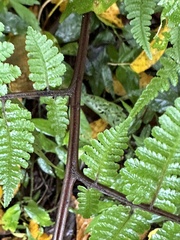 Cornopteris banajaoensis