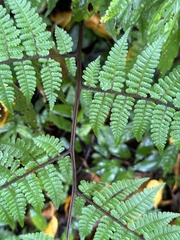Cornopteris banajaoensis