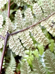 Cornopteris banajaoensis