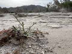 Chorizanthe brevicornu