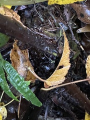 Cornopteris banajaoensis