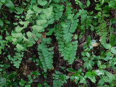 Adiantum philippense