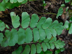 Adiantum philippense