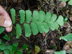 Adiantum philippense