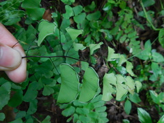 Adiantum philippense