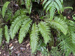 Plagiogyria stenoptera