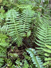 Amauropelta beddomei