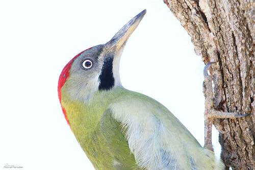 Pito Bereber (Picus vaillantii)