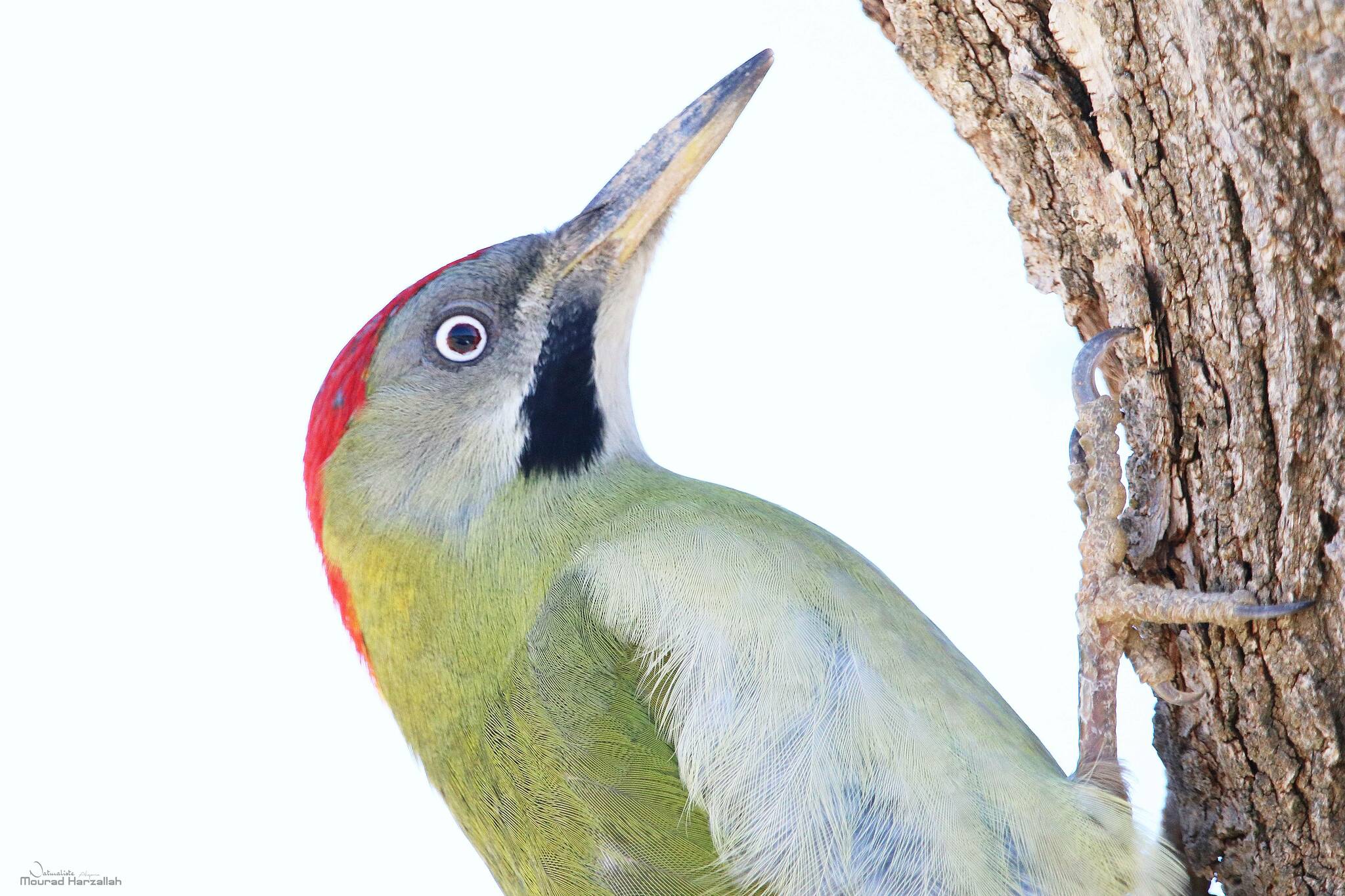 Levaillant's Woodpecker illustration