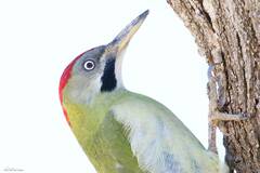 Picus vaillantii