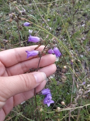 Campanula sibirica taurica