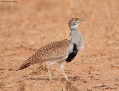 Chlamydotis undulata