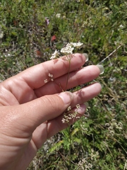 Pimpinella tragium