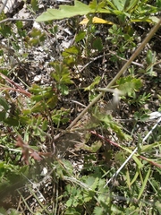 Pimpinella tragium
