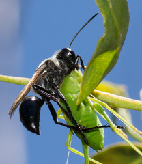Sphecinae