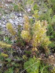 Cruciata taurica