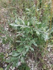 Pyrus elaeagrifolia