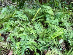 Amauropelta beddomei