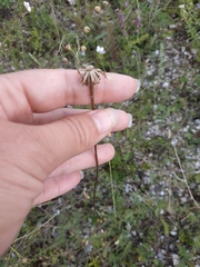 Leontodon biscutellifolius