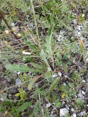 Leontodon biscutellifolius