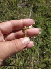 Silene dichotoma