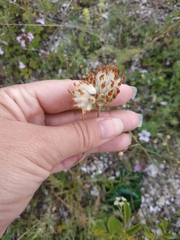 Anthyllis vulneraria