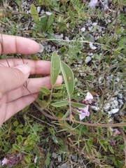 Anthyllis vulneraria