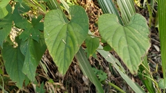 Thladiantha punctata