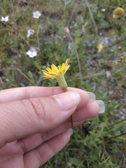 Leontodon biscutellifolius