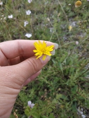 Leontodon biscutellifolius