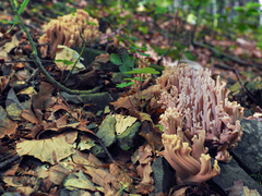 Ramaria testaceoflava