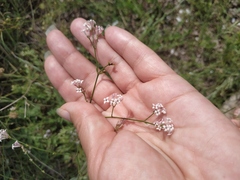 Asperula tenella