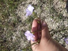 Linum lanuginosum