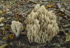 Ramaria pallida