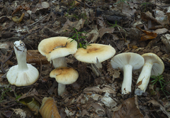 Russula fellea
