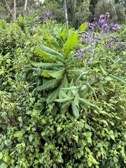 Nicotiana tabacum