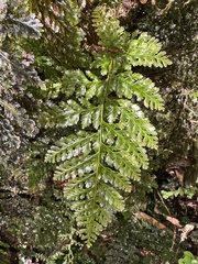 Trichomanes obscurum