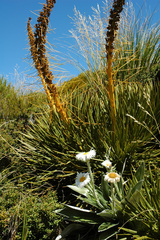 Aciphylla