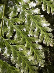 Trichomanes obscurum