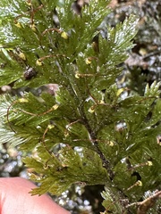 Trichomanes obscurum