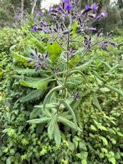Nicotiana tabacum