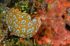 Eudistoma