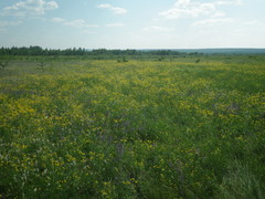 Dracocephalum nutans