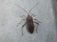 Mictis longicornis