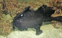 Antennarius striatus